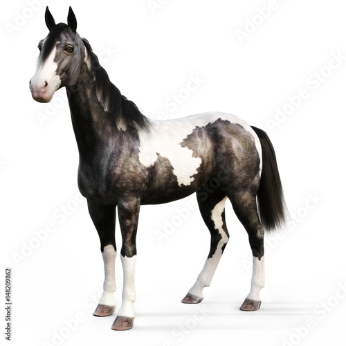 Fényképezés Gypsy Vanner horse on a white background. 3d rendering
