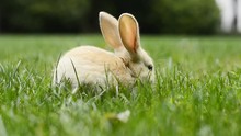A Little Rabbit On The Grass In The Spring