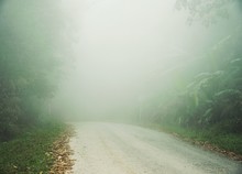 Road To Forest : Soft Focus