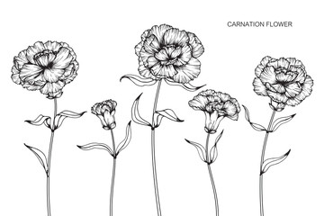 Wall Mural - Carnation flowers drawing and sketch with line-art on white backgrounds.
