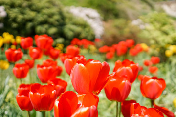 Lots of red tulips