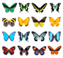 Set Of Beautiful And Colorful Butterflies Isolated On White.