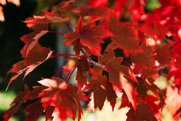 brilliant red maple leaves in fall
