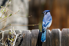 Blue Jay Perched Atop A Wooden Fence