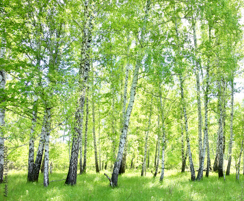 Obraz brzozy  las-brzozowy