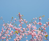 Sakura blossom - brunches with soft pink flowers of Japan cherry