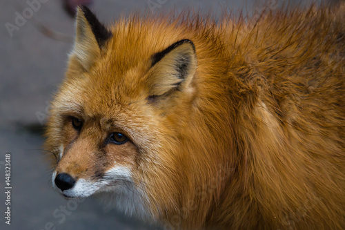 portrait-of-red-foxes-fox-is-a-beast-of-medium-size-with-an-elegant-body-on-low-legs-with-elongated-snout-pointed-ears-and-a-long-bushy-tail
