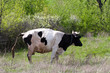 Black and white cow is pissing on the meadow