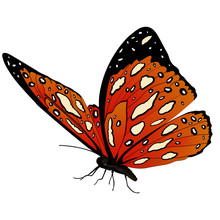 Butterfly With Orange Spotted Wings, Isolated On White Background. Vector Illustration, Banner, Card, Poster