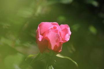 pink rose