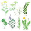 Kräuter und Heilpflanzen. Botanische Illustration
