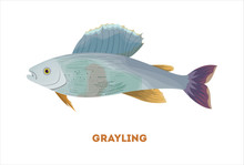 Isolated Grayling Fish On White Background. Fresh Food.