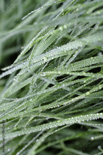 Naklejka dekoracyjna Dew on moist grass