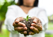 © analysis121980 - Closeup of woman hands holding plant in soil, environment, ecology, agriculture and nature concept.