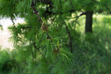 Fototapeta Do akwarium - Two cones on the branch of larch in spring