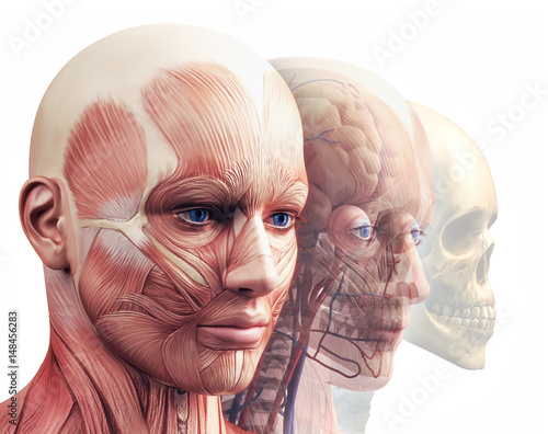 Naklejka - mata magnetyczna na lodówkę Anatomia głowy