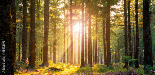 silent-forest-na-wiosne-z-pieknym-jasnym-sloncu