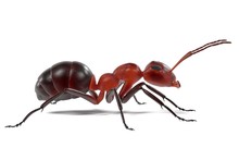 Realistic 3d Render Of Ant
