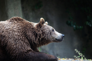 brown bear, captive. a brown bear male specimen, taken out of profile. bear lying down, half bust.