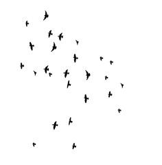 Wall Mural - Silhouette of flying birds, flight,