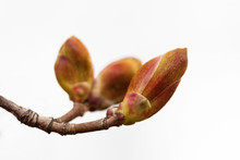 Reddish Tree Twig Buds On White Background. Macro View Garden Plant Branch, First Leaf. Beginning New Life Conceptual Photo. Shallow Depth Of Field, Soft Focus.