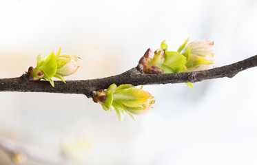 Wall Mural - Beautiful soft tender spring tree branch with young greenery leaves. Shallow depth of field, selective focus
