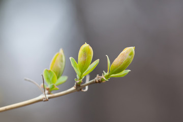 Wall Mural - Beautiful nature plant with young fresh green leaves. Springtime in park landscape. Macro view shallow depth of field. Selective focus