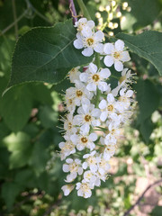 flower, nature, white, plant, blooming, spring, tree, color, blossom,branch, cherry, leaf, life, nobody, outdoors, summer, sunlight, garden, isolated, bush, season, closeup, scented, bright, growth, g