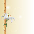 Бамбук и белая лилия, фон, бежевая гамма.