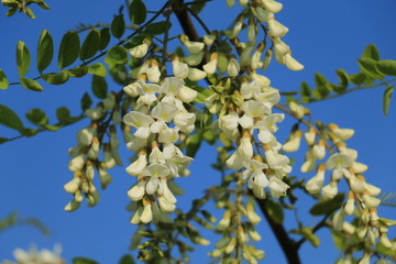 Sticker - Acacia flower closeup (Robinia pseudoacacia). Acacia tree bloom