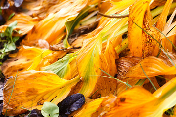 Poster - autumn leaves