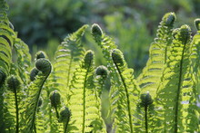 Young Green Fern In The Spring Garden	