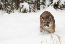 Mountain Lion In Snow With Pine Tree In Background