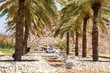 Palmy w pobliżu parku Riam w Muscat.