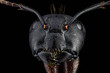 © mandritoiu - Extreme macro full frontal portrait of an ant, sharp and detailed, magnified 4 times through a microscope objective. In real life, the width of the frame is 4.3mm