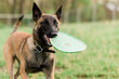 © Mary Perry - One Male Belgian Malinois playing in grassy park