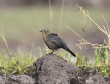 Female Brewer's Blackbird On Mound Of Dirt With Grass In Background