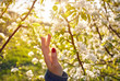 © pikoso.kz - Woman hand and blossom tree at spring