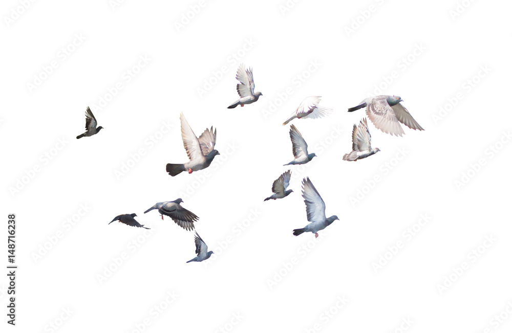 group of pigeon flying isolated for dicutClipping inside - obrazy, fototapety, plakaty 