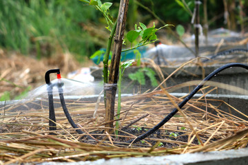 water sprinkler irrigation under lemon tree