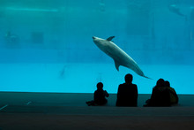 Family Watching Captive Dolphin Performing In Large Aquarium