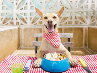 Wall Mural - dog eating a the table with food bowl