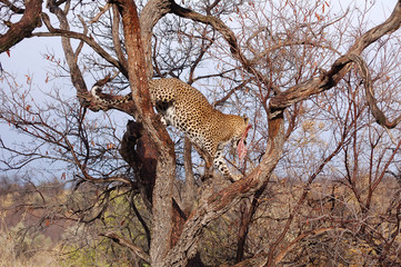 Wall Mural - Impressive Leopard in a Tree in Namibia