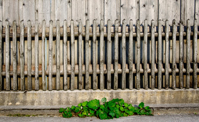 Wall Mural - wooden fence