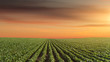 © rasica - Panorama of soy meadow at beautiful sunset