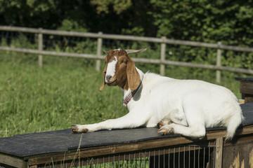 Wall Mural - Goat sitting in the sun.