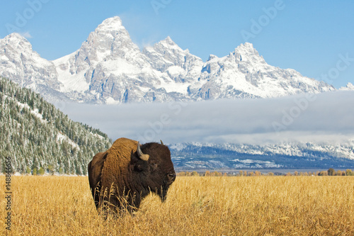Fotomural Bison in front of Grand Teton Mountain range with grass in foreground