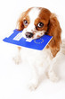 Dog pet animal passport