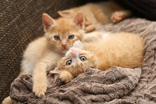 Cat / Little Kittens