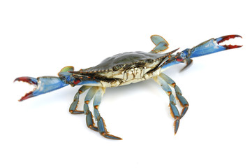 live blue crab isolated on white background